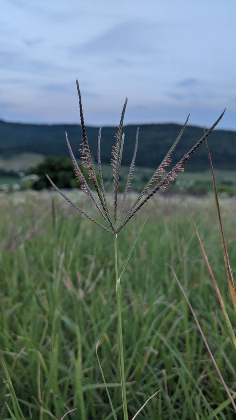 Изображение особи Digitaria sanguinalis.