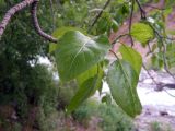 Populus talassica. Ветвь. Казахстан, Заилийский Алатау, Иссыкское ущелье. 26.05.2010.