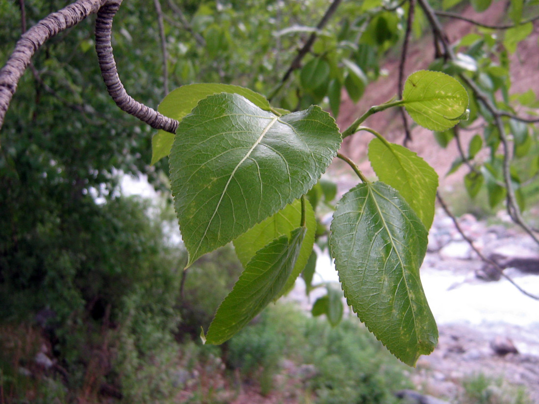 Изображение особи Populus talassica.