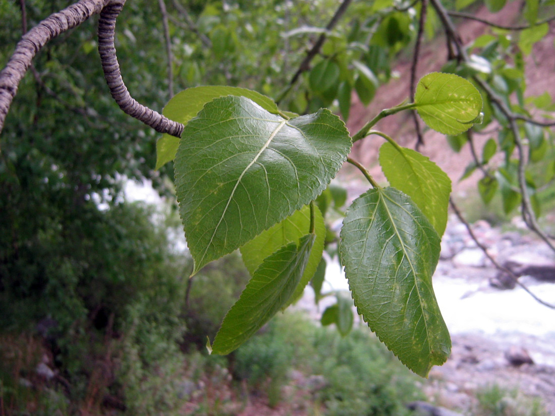 Image of Populus talassica specimen.