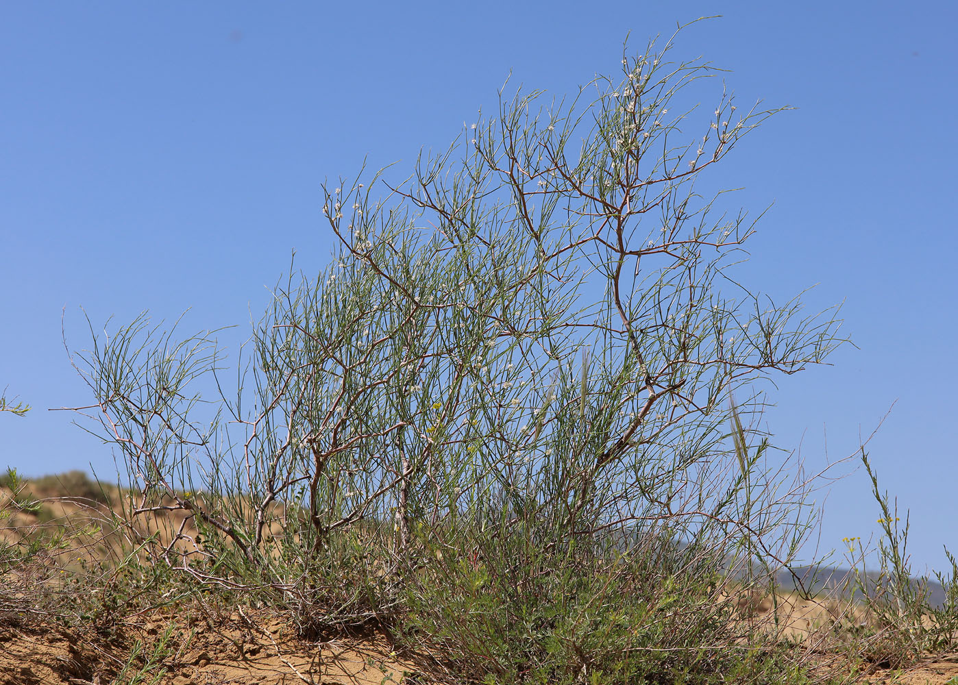 Image of Calligonum aphyllum specimen.