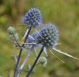 Eryngium planum. Соцветия. Тульская обл., Плавский р-н, окр. пос. Молочные Дворы, луг. 24.07.2022.