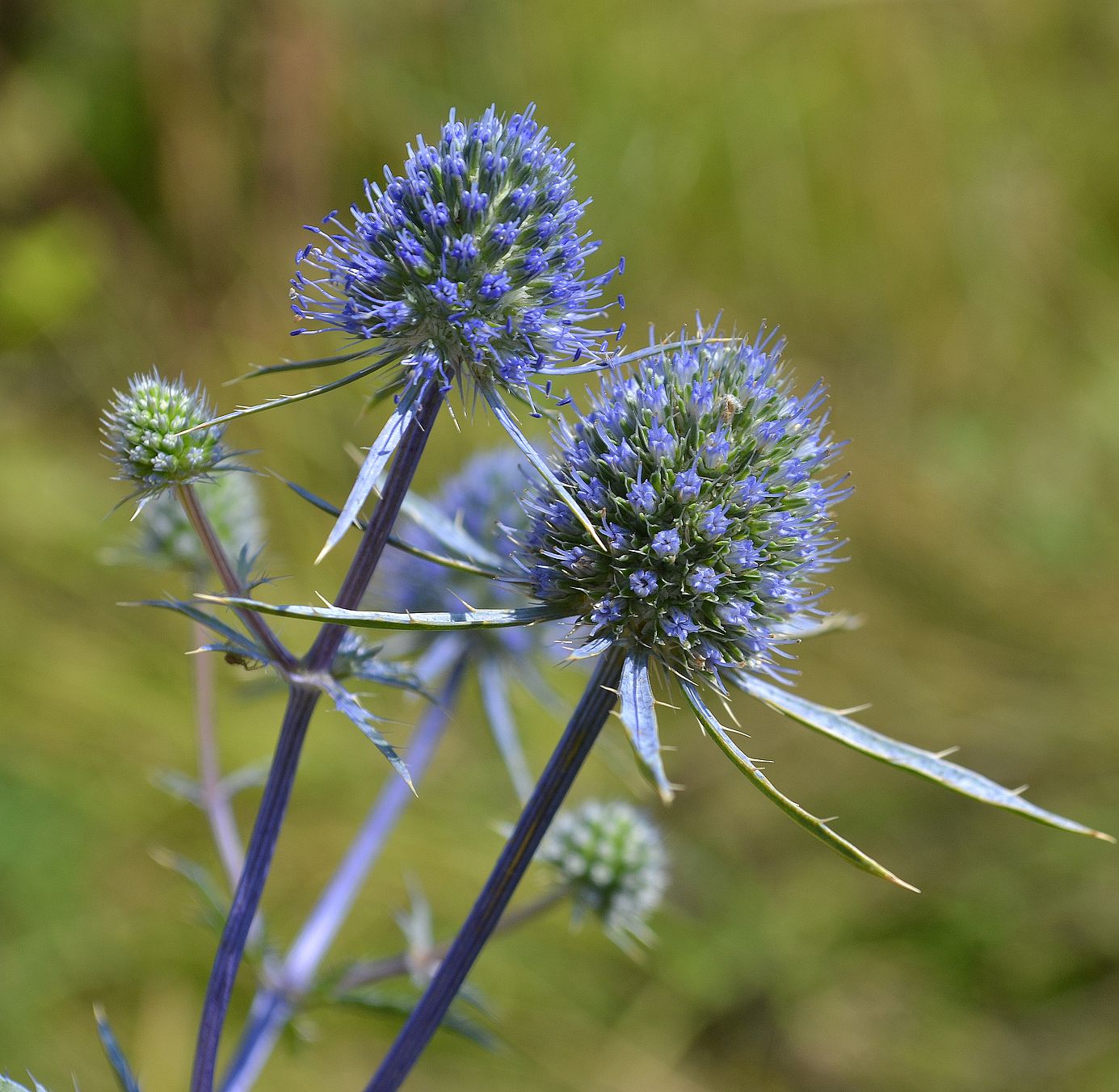 Изображение особи Eryngium planum.