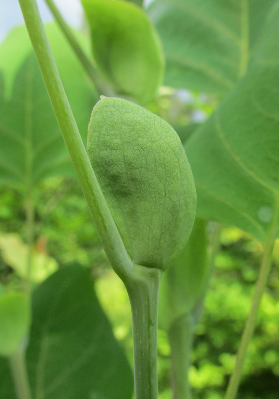 Image of Liriodendron tulipifera specimen.