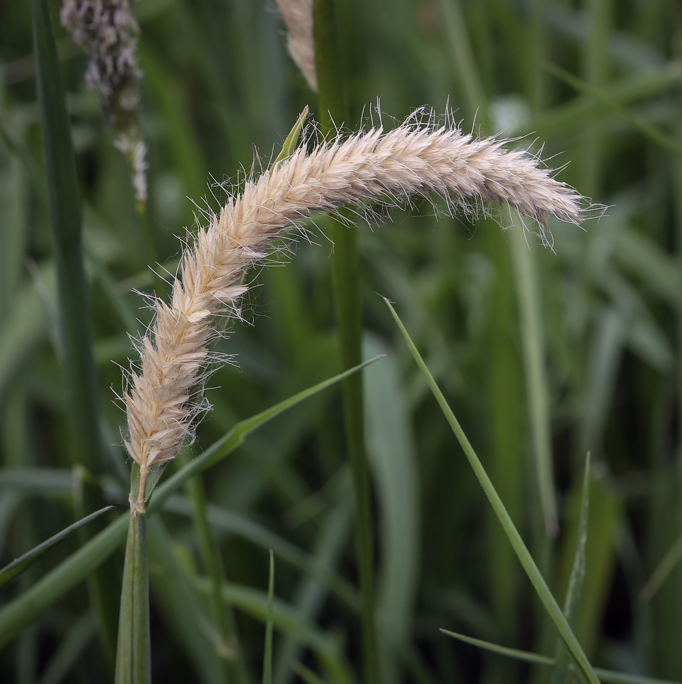 Изображение особи Alopecurus pratensis.