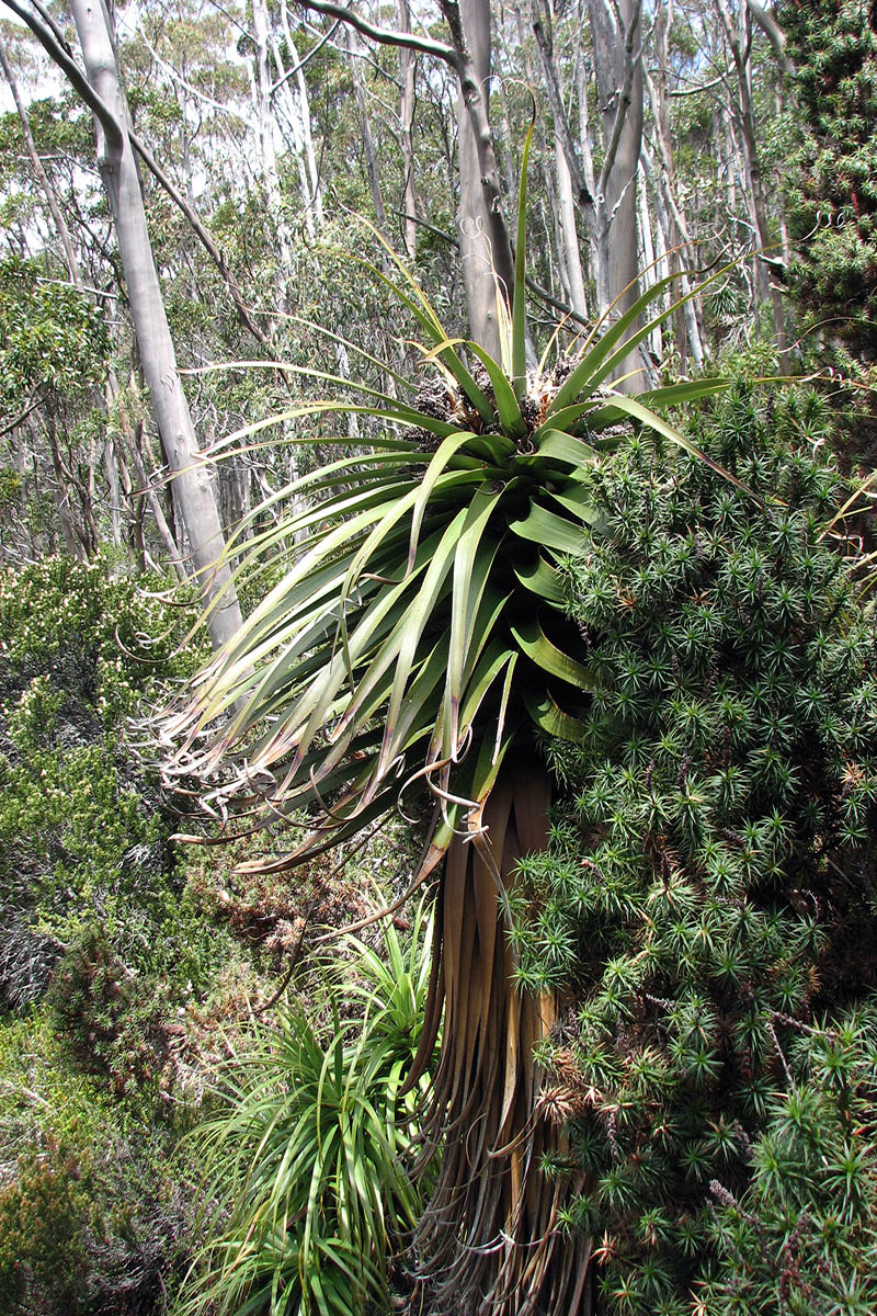Изображение особи Dracophyllum pandanifolium.