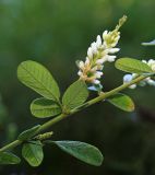 Lespedeza tomentosa