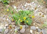 Geum macrophyllum. Цветущее и плодоносящее растение. Московская обл., ГО Подольск, мкр-н Климовск, балласт железной дороги. 13.09.2022.