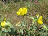Lotus aegaeus