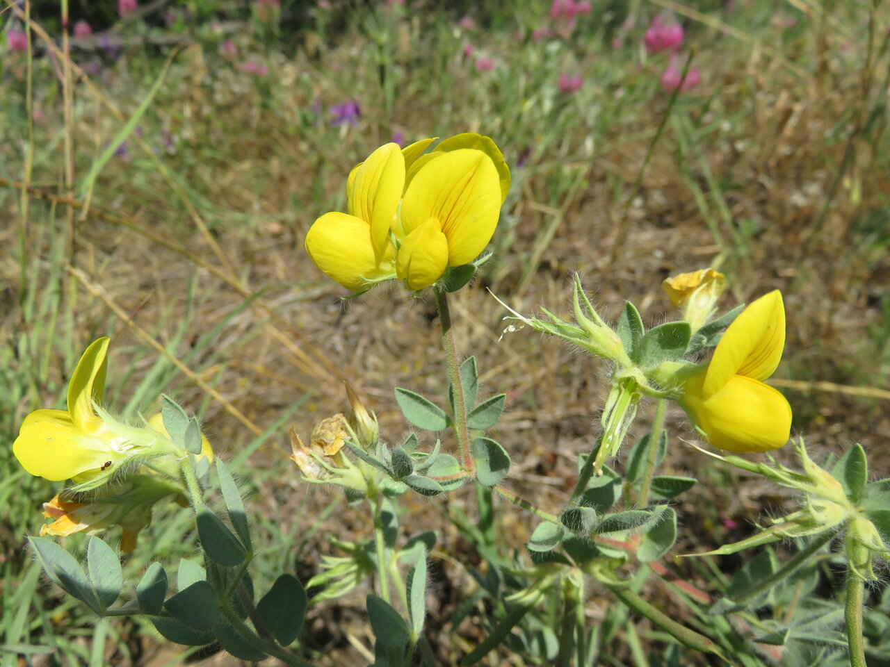 Image of Lotus aegaeus specimen.