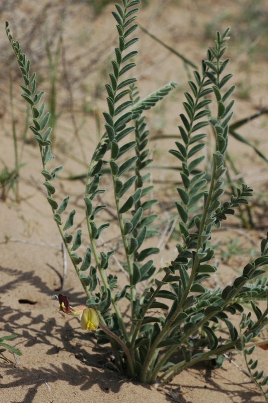 Image of Astragalus balchaschensis specimen.