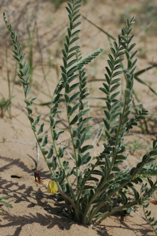 Изображение особи Astragalus balchaschensis.