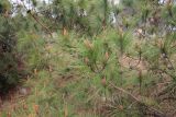 genus Pinus. Ветви с микростробилами и шишками. Китай, провинция Юньнань, нац. парк \"Шилинь\". 06.03.2017.