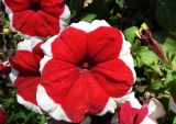 Petunia &times; hybrida