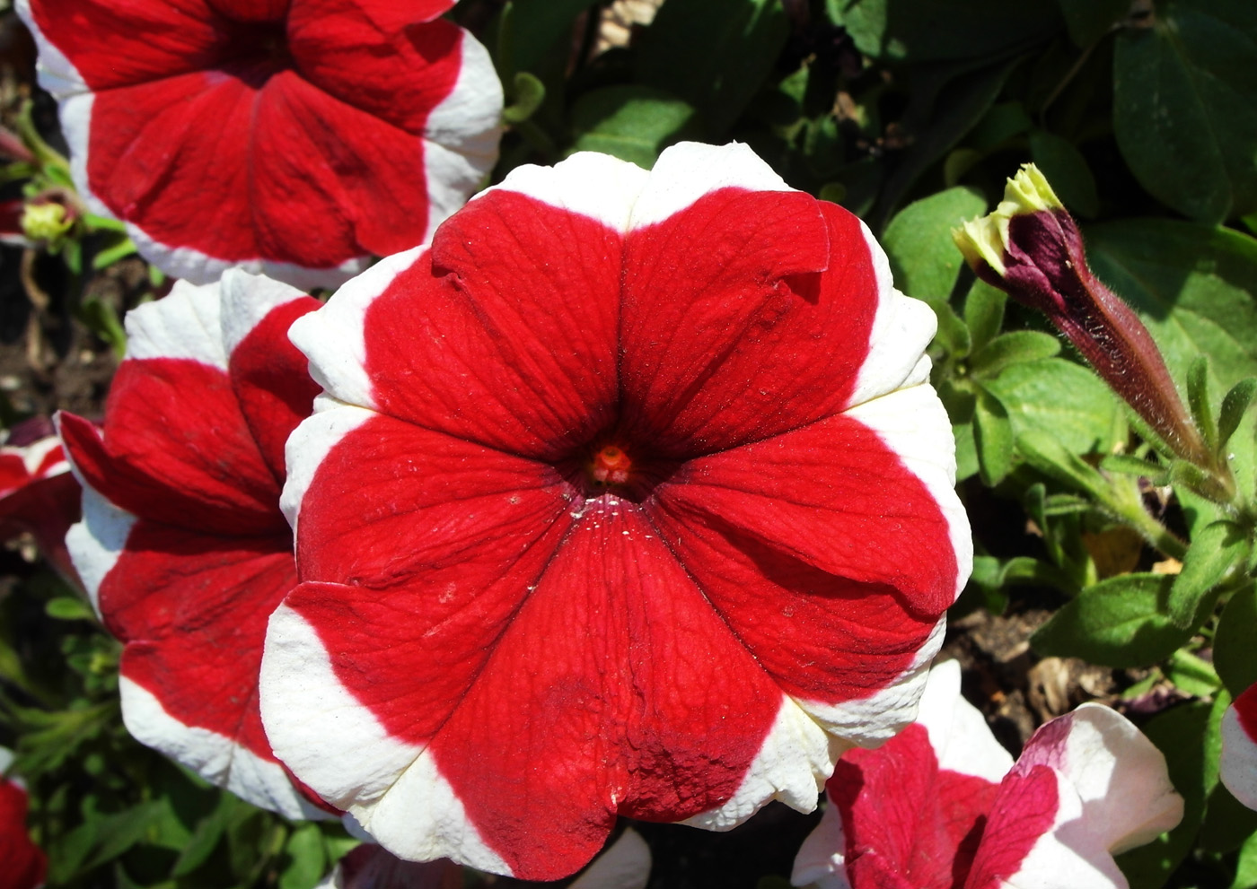 Image of Petunia &times; atkinsiana specimen.
