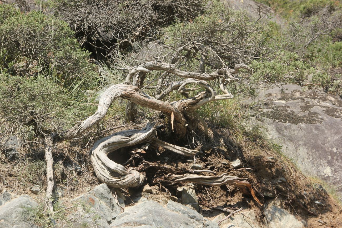 Image of Juniperus sabina specimen.