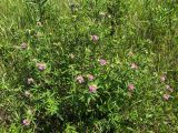 genus Trifolium