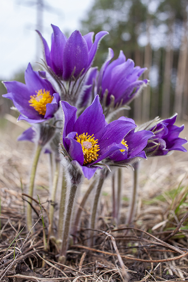 Изображение особи Pulsatilla patens.