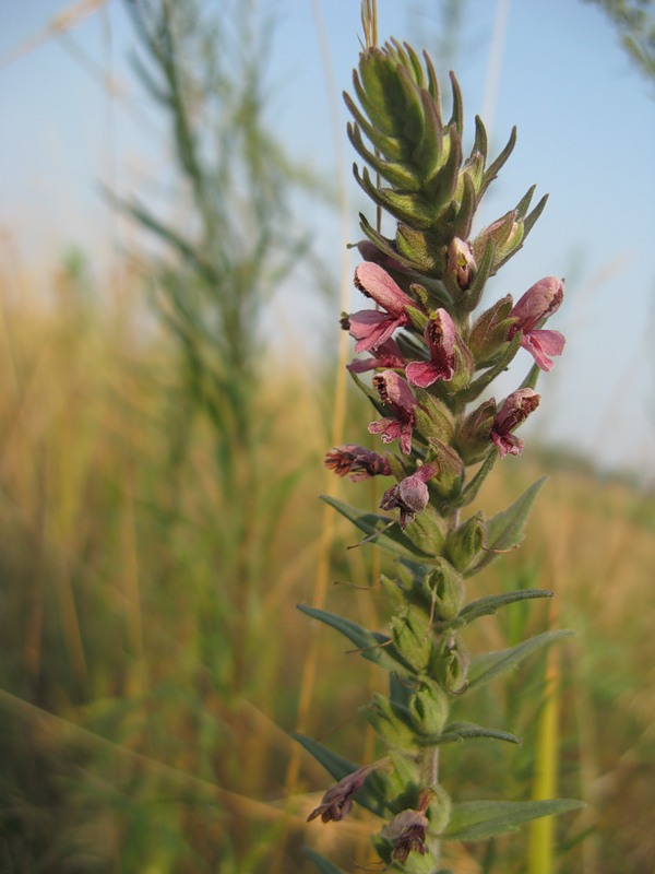 Изображение особи Odontites vulgaris.