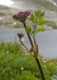Chaerophyllum rubellum
