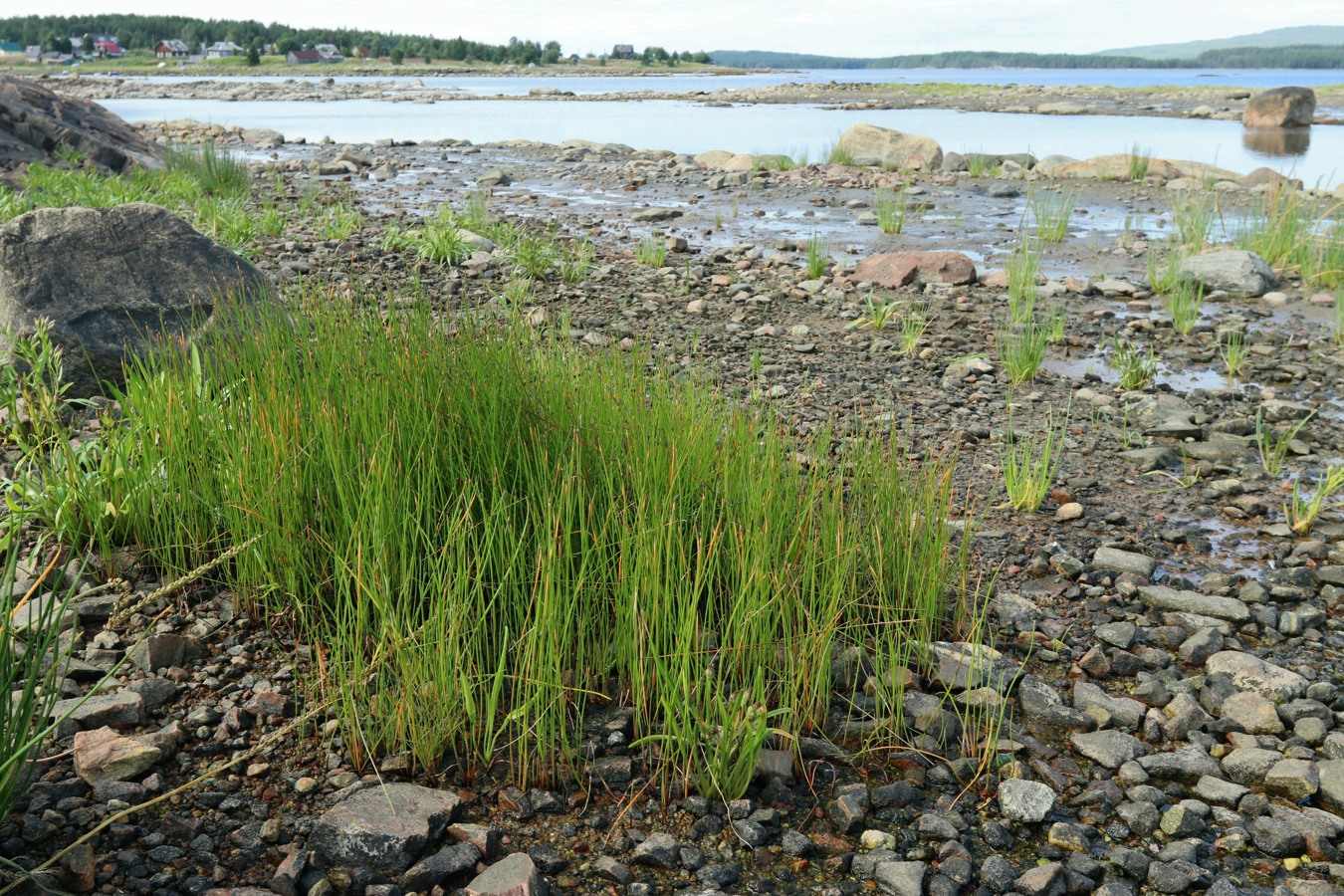 Image of genus Eleocharis specimen.