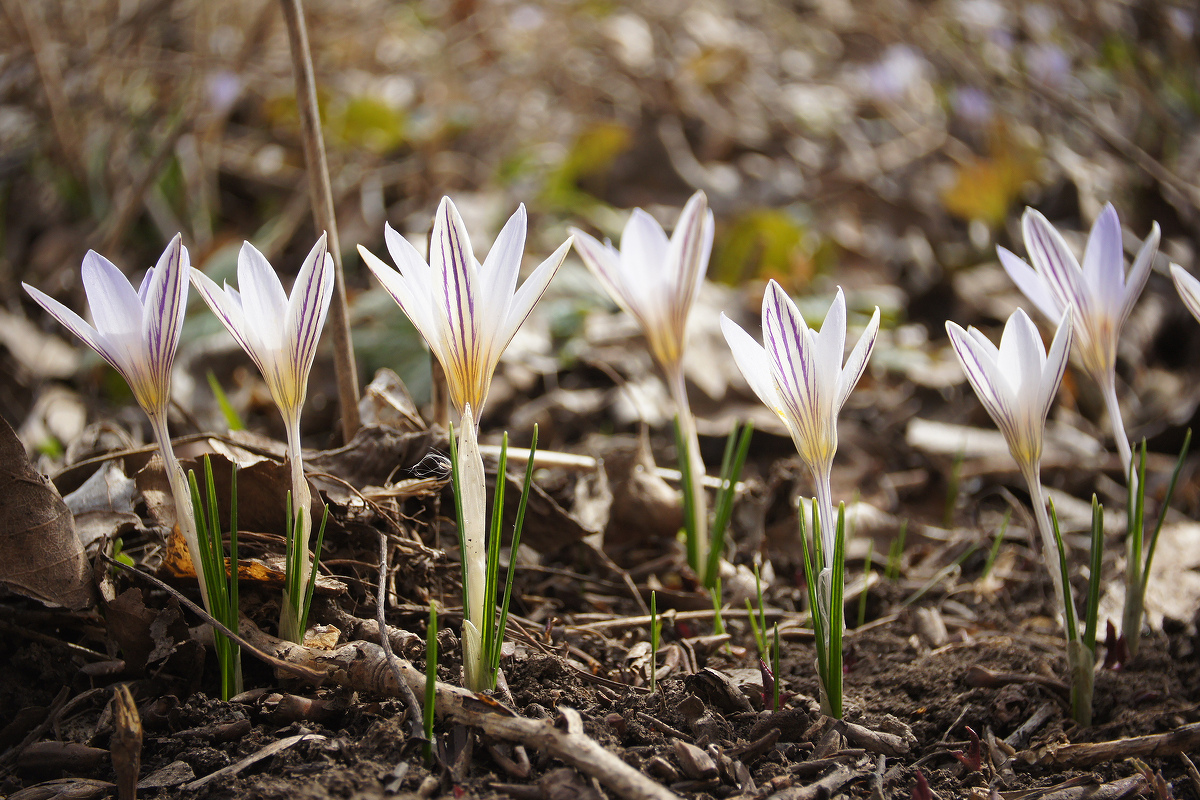 Image of Crocus reticulatus specimen.