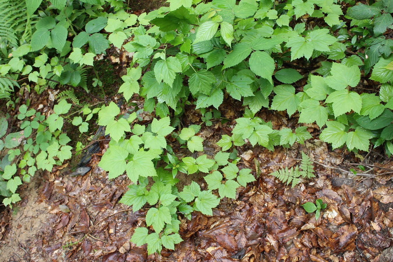 Image of Viburnum orientale specimen.