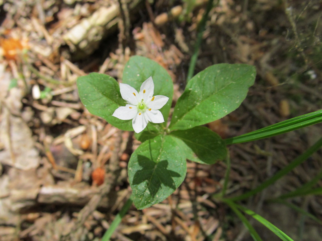 Изображение особи Trientalis europaea.