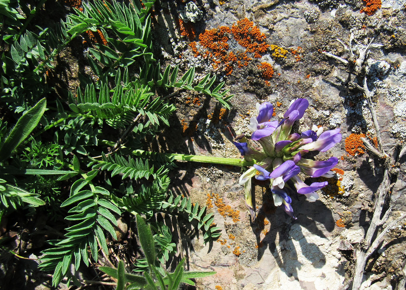 Изображение особи Astragalus masenderanus.