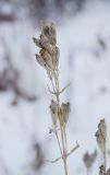 Gentiana pneumonanthe. Верхушки сухих плодоносящих побегов. Башкортостан, Учалинский р-н, Новобайрамгуловский сельсовет, окр. дер. Мусино, средняя часть склона горы Рястокташ. 5 ноября 2022 г.