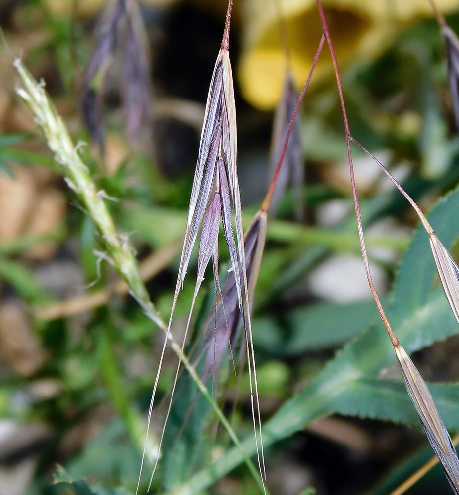 Изображение особи Anisantha sterilis.