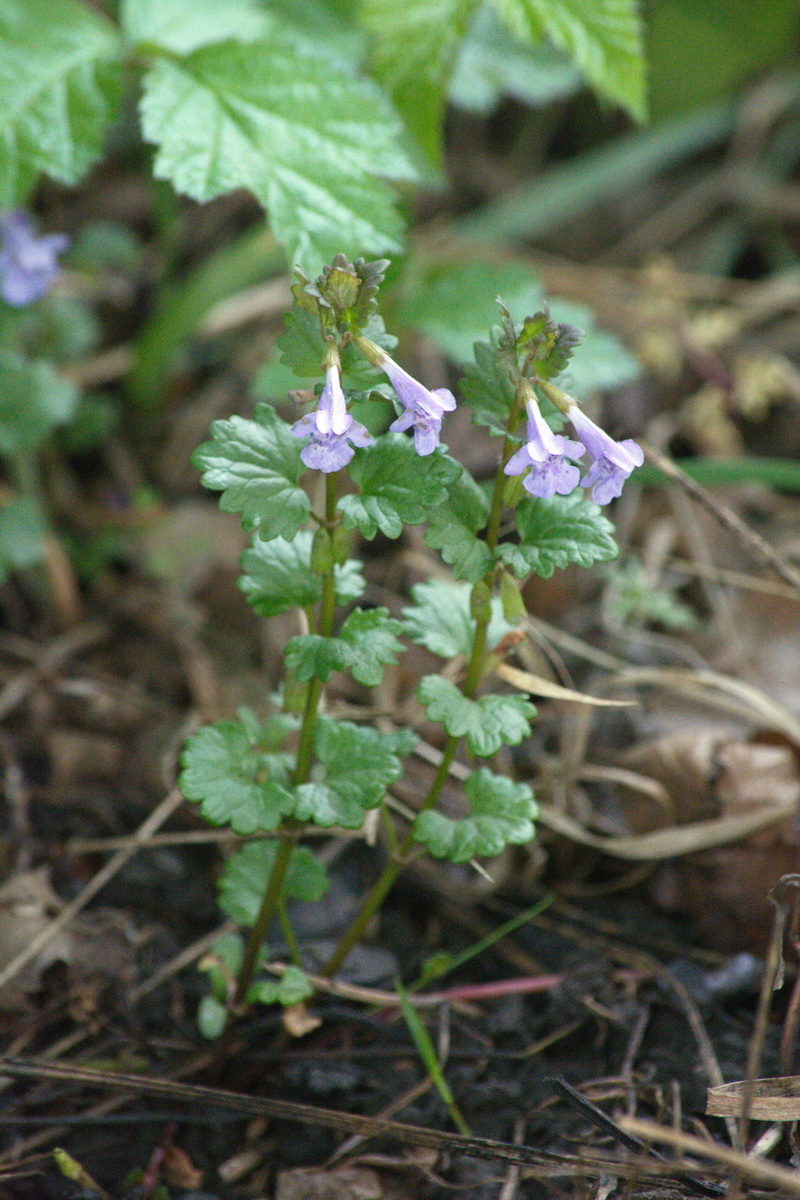 Изображение особи Glechoma hederacea.