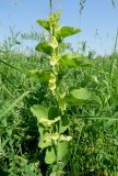 Aristolochia clematitis. Цветущее растение. Луганская народная республика, г. Луганск, окр. пос. Вергунский Разъезд, пологий степной склон ниже шоссе. 19.05.2023.