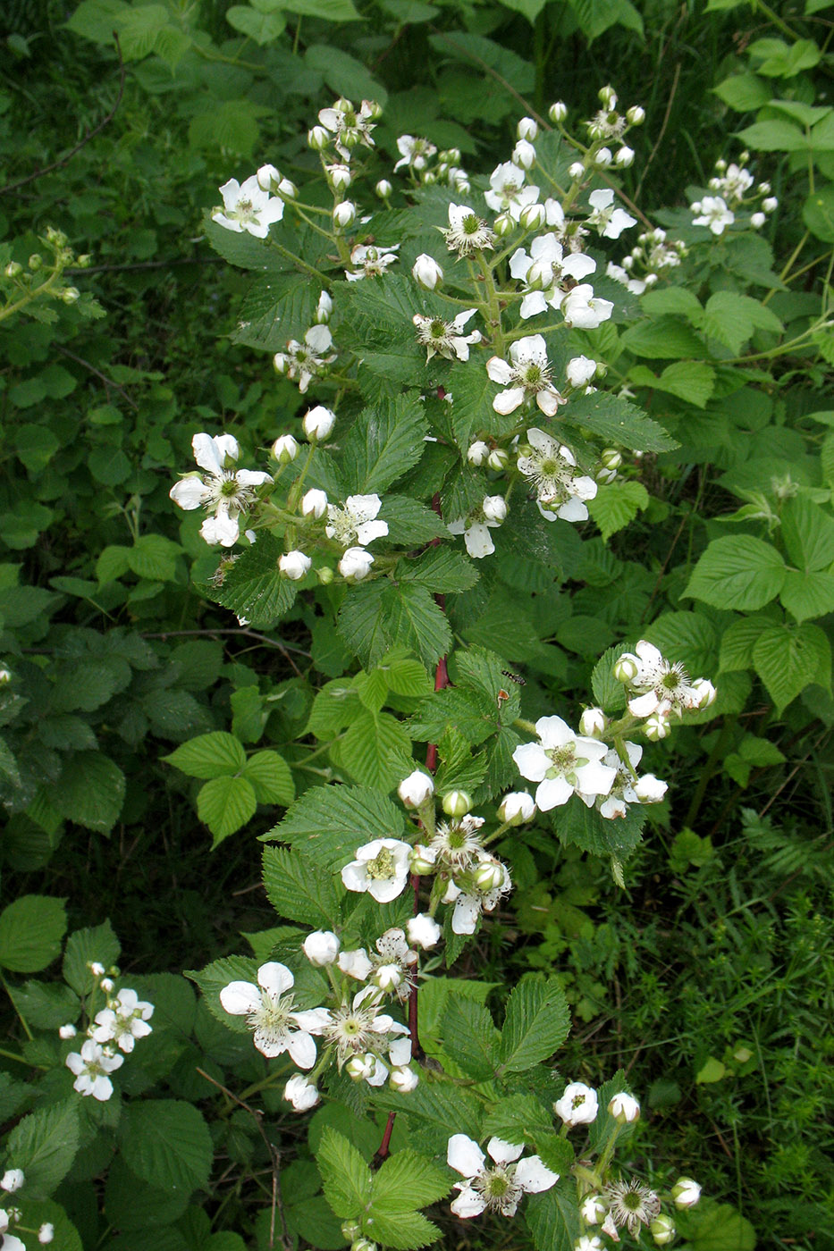 Изображение особи Rubus allegheniensis.