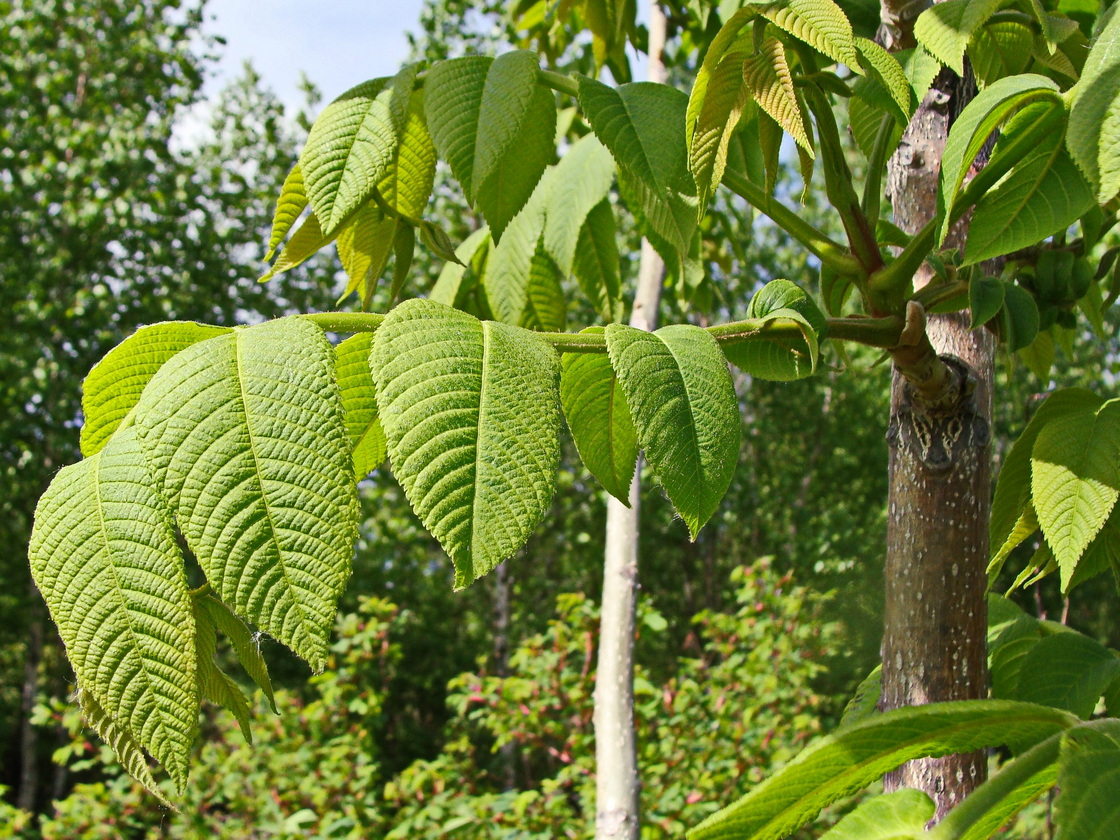 Изображение особи Juglans mandshurica.