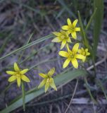 Image of taxon representative. Author is Игорь Павлов