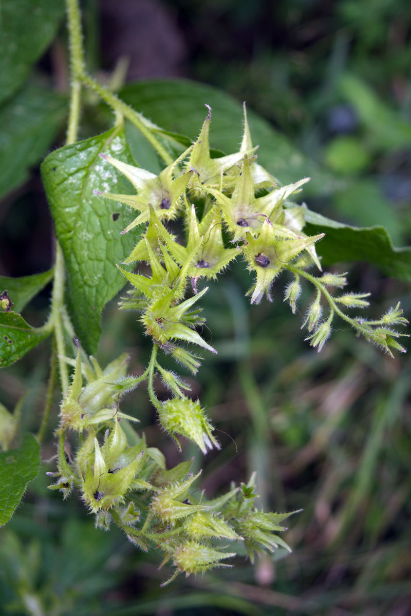 Image of genus Symphytum specimen.
