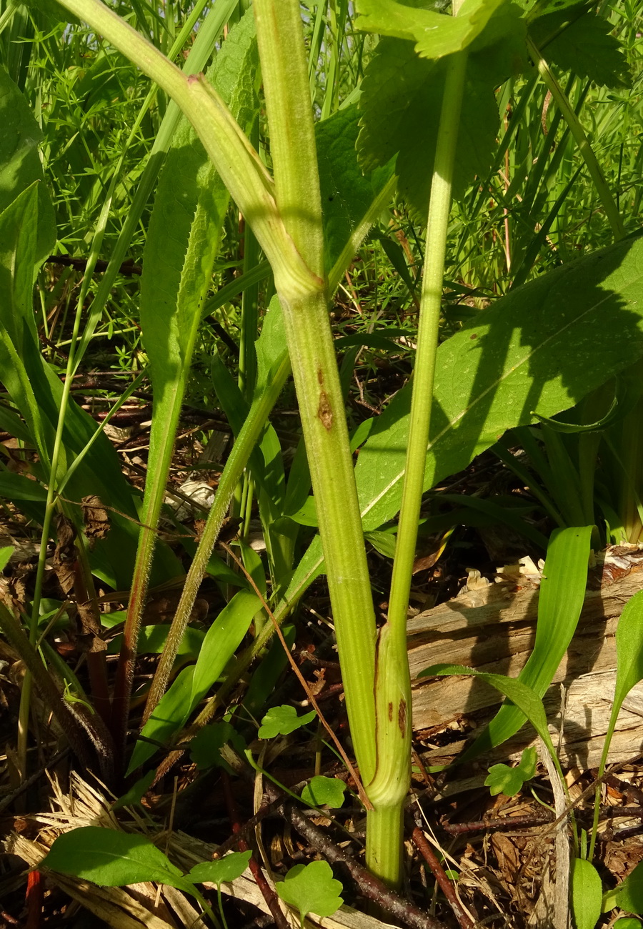 Изображение особи Pastinaca sylvestris.