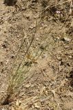 род Dianthus