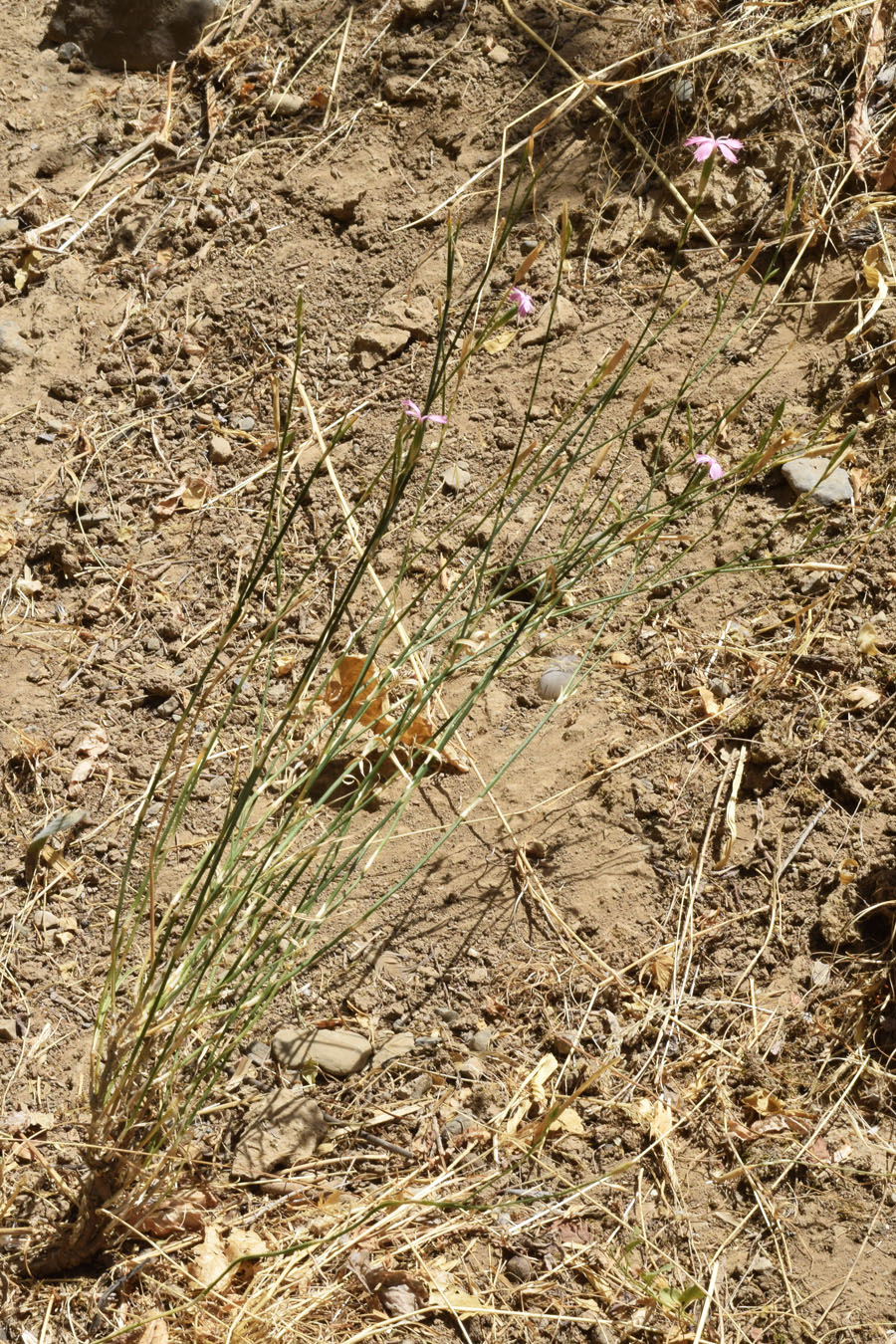 Изображение особи род Dianthus.