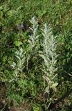 Senecio grandidentatus