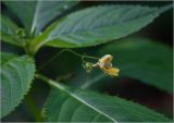 Impatiens parviflora