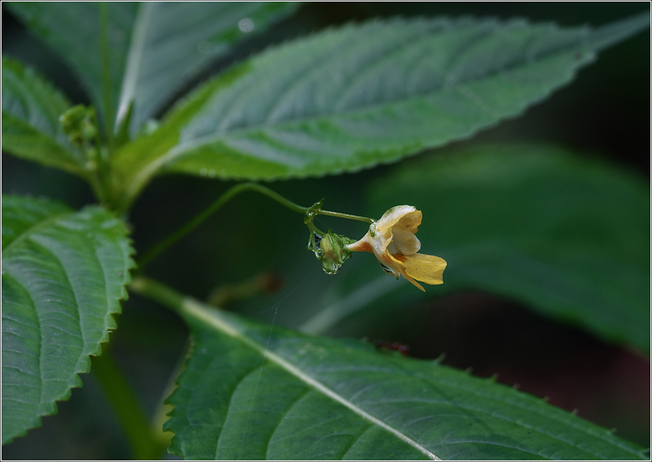 Image of Impatiens parviflora specimen.