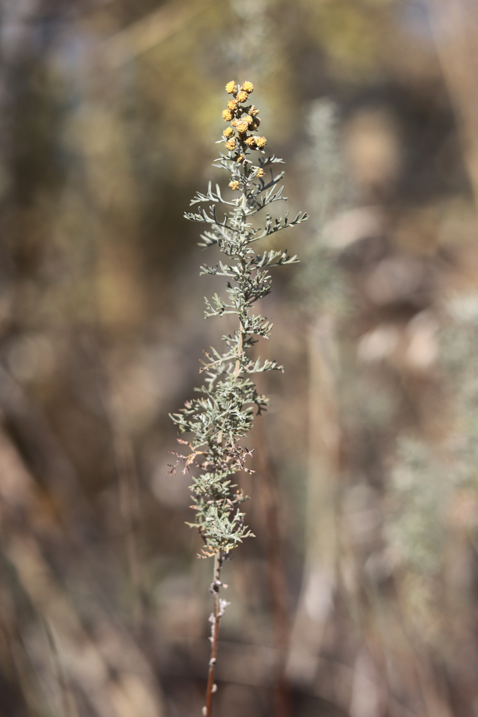 Изображение особи Artemisia pontica.