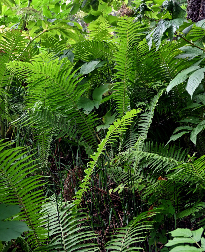 Image of Matteuccia struthiopteris specimen.