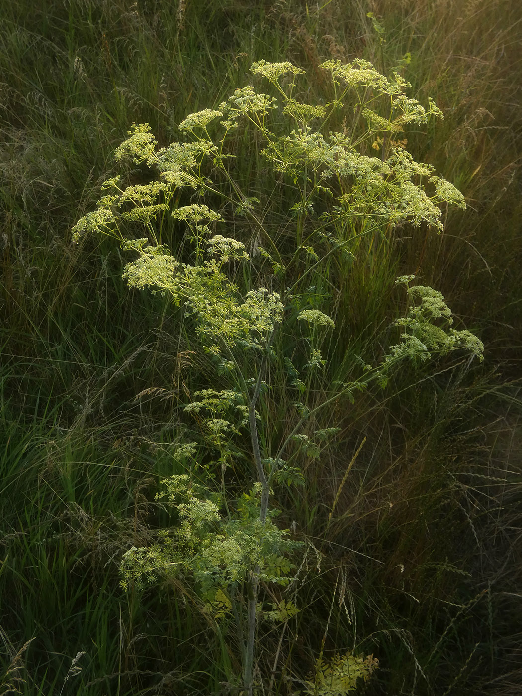 Изображение особи Conium maculatum.