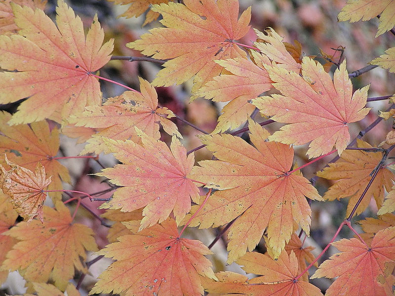 Image of Acer pseudosieboldianum specimen.