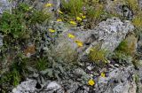 Anthemis subspecies pectinata