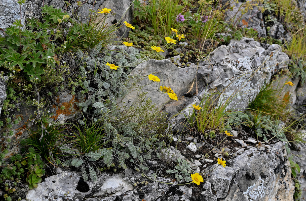 Изображение особи Anthemis marschalliana ssp. pectinata.