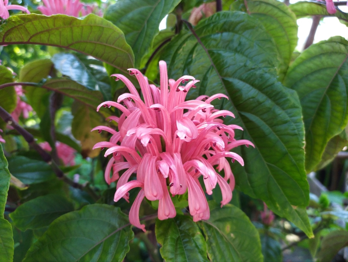 Изображение особи Justicia carnea.